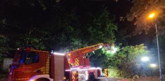 Umgestürzter Baum beschäftigt Feuerwehr