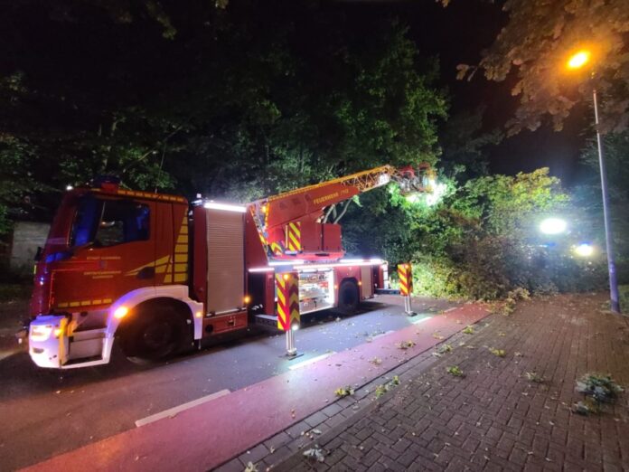 Umgestürzter Baum beschäftigt Feuerwehr