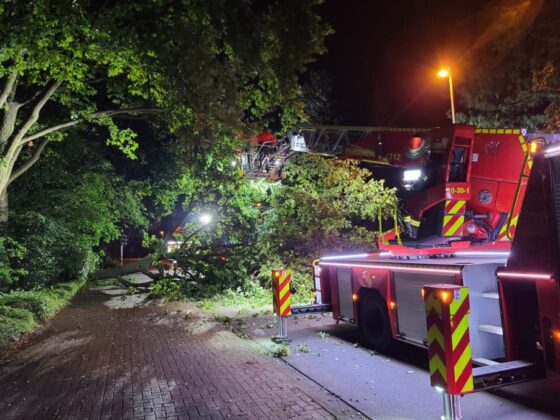 Umgestürzter Baum beschäftigt Feuerwehr