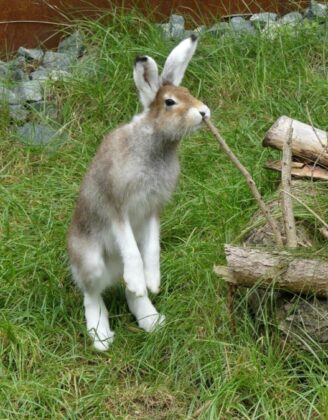 Schneehase im Erlebnis-Zoo Hannover - Die Läufe sind schon weiß.