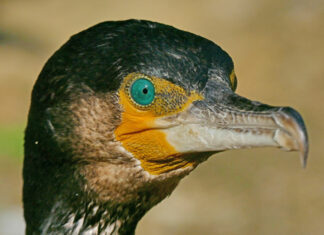„Mal andere Gesichter sehen“ – Fotoausstellung von Kai Sievers noch bis Ende Oktober im vhs-Treffpunkt Kormoranportrait