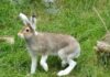 Schneehasen sind im Erlebnis-Zoo eingezogen
