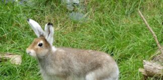 Schneehasen sind im Erlebnis-Zoo eingezogen