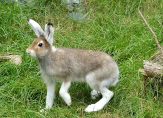 Überlebende der Eiszeit im Erlebnis-Zoo Hannover: Schneehasen bereichern Yukon Bay Schneehasen sind im Erlebnis-Zoo eingezogen