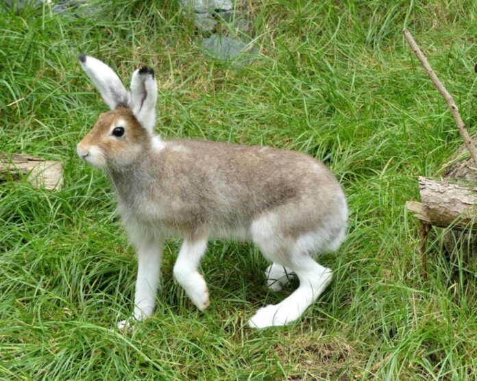 Schneehasen sind im Erlebnis-Zoo eingezogen