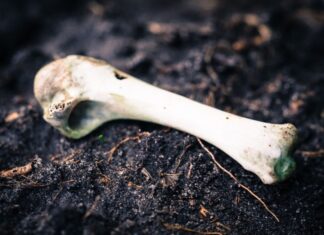 Makabrer Scherz sorgt für Polizeieinsatz in der Wedemark Knochen