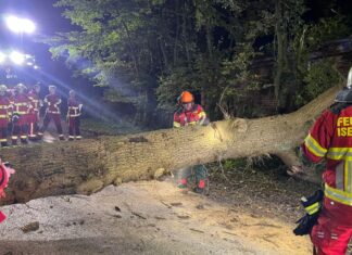 Zwei Einsätze binnen 24 Stunden: Feuerwehr Altwarmbüchen beseitigt umgestürzte Bäume Feuerwehr Altwarmbüchen räumt Straßensperrungen durch umgestürzte Bäume in Altwarmbüchen und Gut Lohne