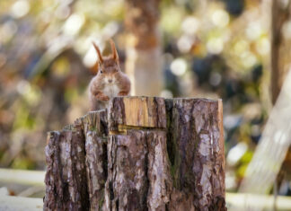 Langenhagen: Umfassender Schutz für heimische Baumarten ab 3. Dezember Baumstumpf mit Eichhörnchen