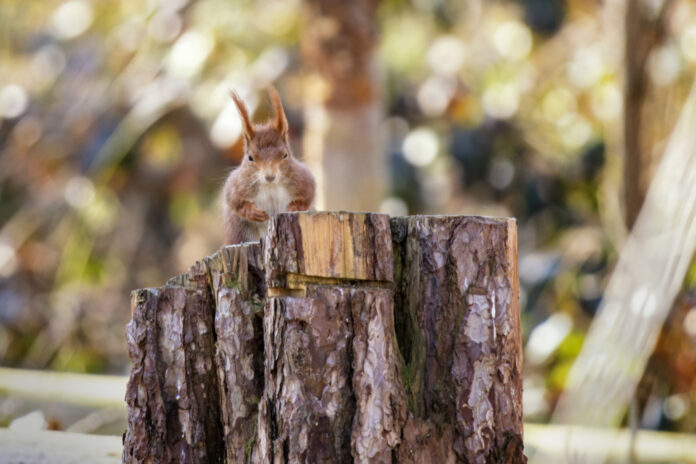 Baumstumpf mit Eichhörnchen