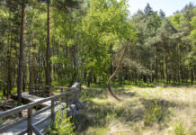 Hannoversche Moorgeest: Neun Führungen durch vier Moore Themenfoto: Der Moor-Erlebnispfad in Resse.