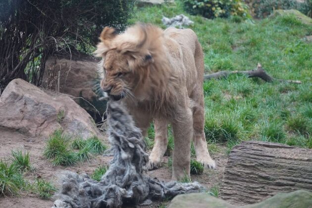 Der Jungkater untersucht die Wolle