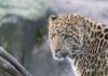 Ein Chinesischer Leopard ist im Erlebnis-Zoo Hannover angekommen.