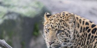 Ein Chinesischer Leopard ist im Erlebnis-Zoo Hannover angekommen.