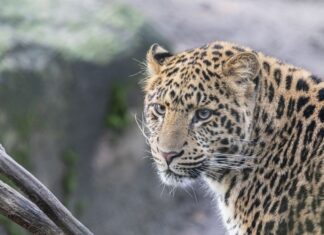 Chinesischer Leopard aus dem Tierpark Hagenbeck im Erlebnis-Zoo angekommen Ein Chinesischer Leopard ist im Erlebnis-Zoo Hannover angekommen.