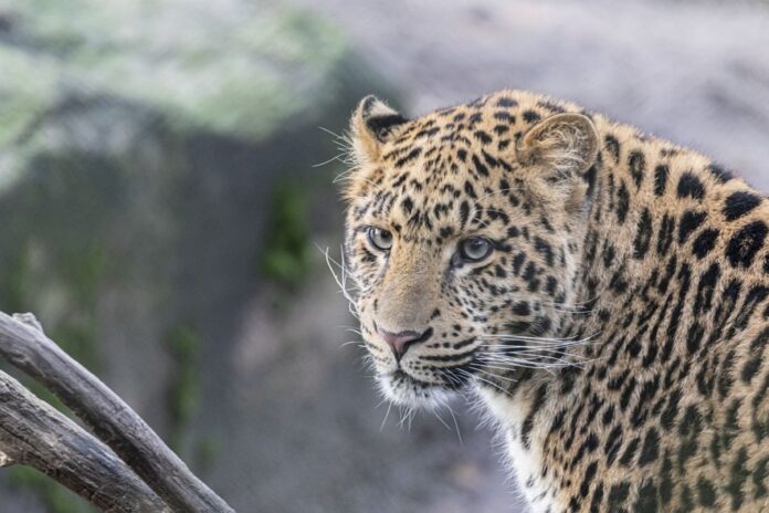 Ein Chinesischer Leopard ist im Erlebnis-Zoo Hannover angekommen.