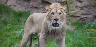 Zum Abschied gab es duftende mit Schafwolle gefüllte Papiersäcke