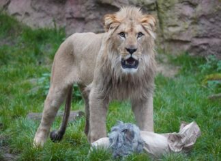 Erlebnis-Zoo Hannover verabschiedet Berberlöwen-Nachwuchs Zum Abschied gab es duftende mit Schafwolle gefüllte Papiersäcke