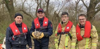 Feuerwehr Hannover befreit Mäusebussard aus misslicher Lage.
