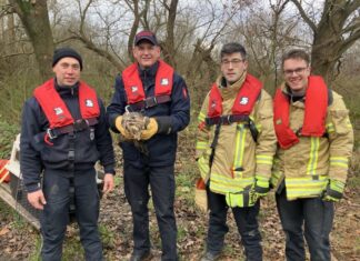 Herrenhausen: Feuerwehr befreit Mäusebussard aus misslicher Lage Feuerwehr Hannover befreit Mäusebussard aus misslicher Lage.
