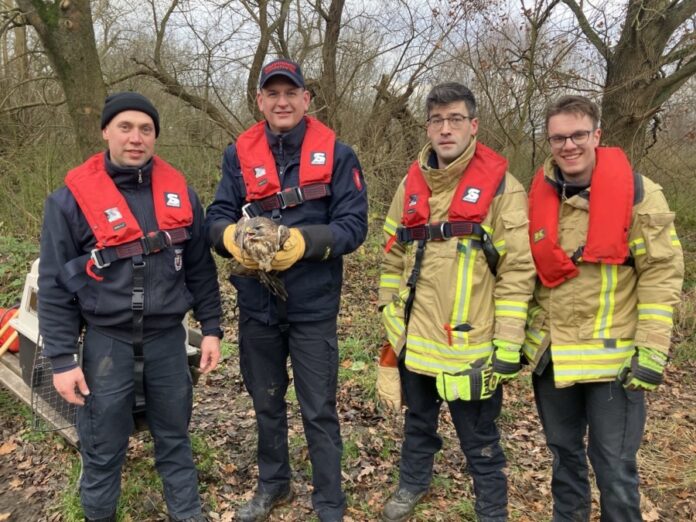 Feuerwehr Hannover befreit Mäusebussard aus misslicher Lage.