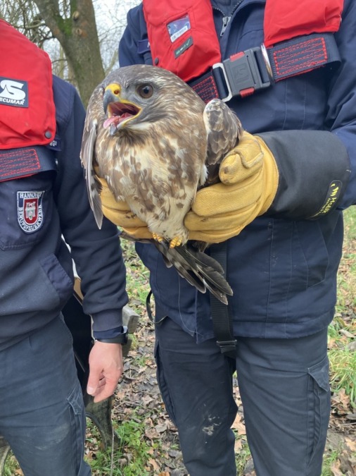 Feuerwehr Hannover befreit Mäusebussard aus misslicher Lage.