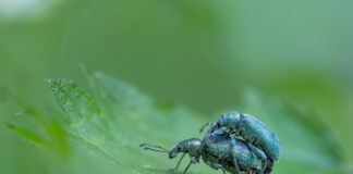 Fotoausstellung "Kleine Welt ganz groß" im MHH KunstGang.