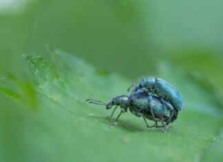 „Kleine Welt ganz groß“ – Faszinierende Insektenfotografie im KunstGang der MHH Fotoausstellung "Kleine Welt ganz groß" im MHH KunstGang.