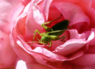 NABU Langenhagen: „Geigenspiel und Waschbrettpercussion“ Nymphe der Laubholz-Säbelschrecke (Barbitistes serricauda)
