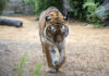 Tiger im Erlebnis-Zoo Hannover