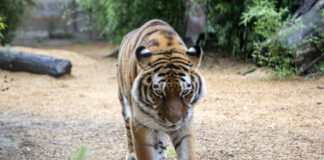 Tiger im Erlebnis-Zoo Hannover