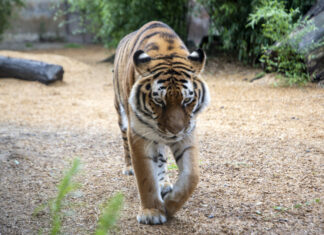 Streik-Retter-Ticket im Erlebnis-Zoo Hannover Tiger im Erlebnis-Zoo Hannover