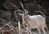Die Wüstenantilopen Addax sind vom Aussterben bedroht.
