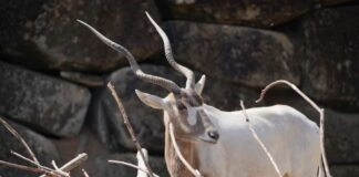 Die Wüstenantilopen Addax sind vom Aussterben bedroht.