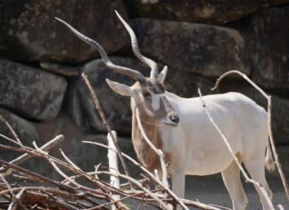 Artenschutztage im Erlebnis-Zoo Hannover Die Wüstenantilopen Addax sind vom Aussterben bedroht.