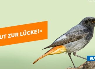 Hausrotschwanz ist „Vogel des Jahres 2025“ – Vortrag und NABU-Mitgliederversammlung in Langenhagen Hausrotschwanz