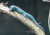 Himmelblauer Zwergtaggecko