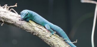 Himmelblauer Zwergtaggecko