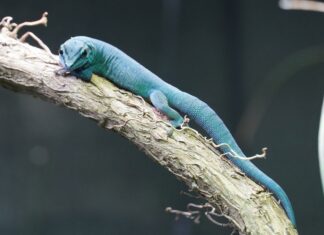 Himmelblau und stark bedroht: Neue Gecko-Arten im Erlebnis-Zoo Hannover Himmelblauer Zwergtaggecko