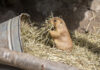 Präriehund im Erlebnis-Zoo Hannover