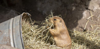 Präriehund im Erlebnis-Zoo Hannover