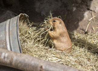 Erlebnis-Zoo Hannover präsentiert buntes Herbstprogramm im Oktober Präriehund im Erlebnis-Zoo Hannover