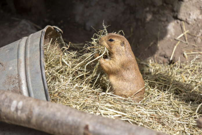 Präriehund im Erlebnis-Zoo Hannover
