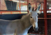 Somali-Wildesel Broko