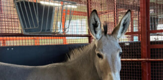 Somali-Wildesel Broko