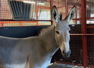 Waffenruhe machte es möglich: Somali-Esel aus Israel endlich in den Serengeti-Park ausgeflogen Somali-Wildesel Broko