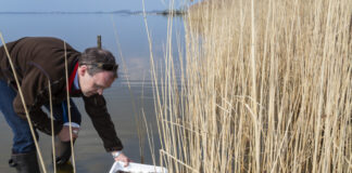 Rund 4.000.000 Aale werden bis Juni durch Anglerinnen und Angler niedersachsenweit in rund 250 Flüsse und Bäche gebracht.