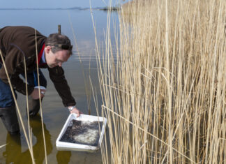Vier Millionen Aale für Niedersachsen Rund 4.000.000 Aale werden bis Juni durch Anglerinnen und Angler niedersachsenweit in rund 250 Flüsse und Bäche gebracht.
