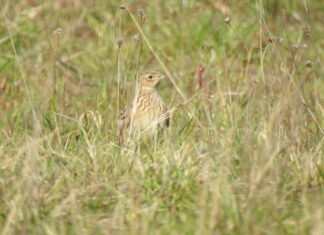 Auf Vogelkundlicher Entdeckungstour mit dem NABU Langenhagen Feldlerche