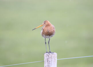 Erster NABU-Stammtisch in Langenhagen: Natur erleben und mitgestalten Uferschnepfe