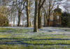 Blausterne / Scillablüten